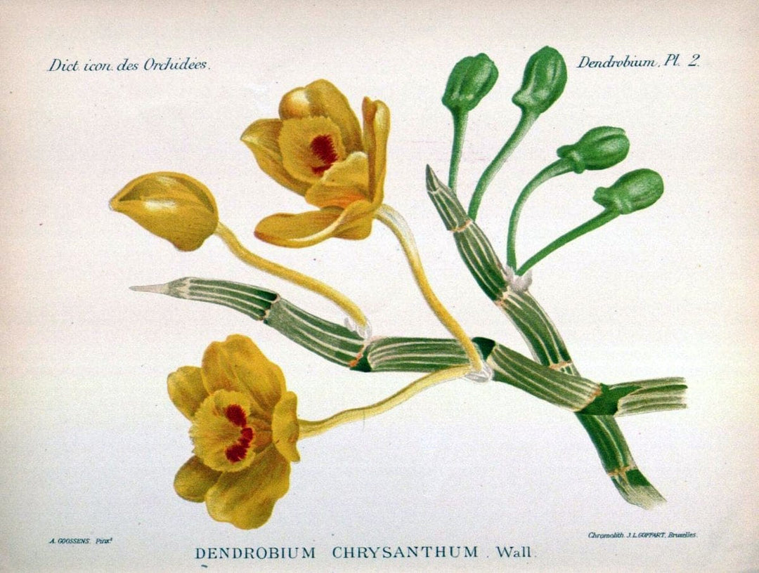 Dictionnaire iconographique des orchidees :.Bruxelles :Imp. F. Havermans, 1896-1907.  | Botany Orchidaceae "Pictorial works"  | Vintage Print Reproduction 469553