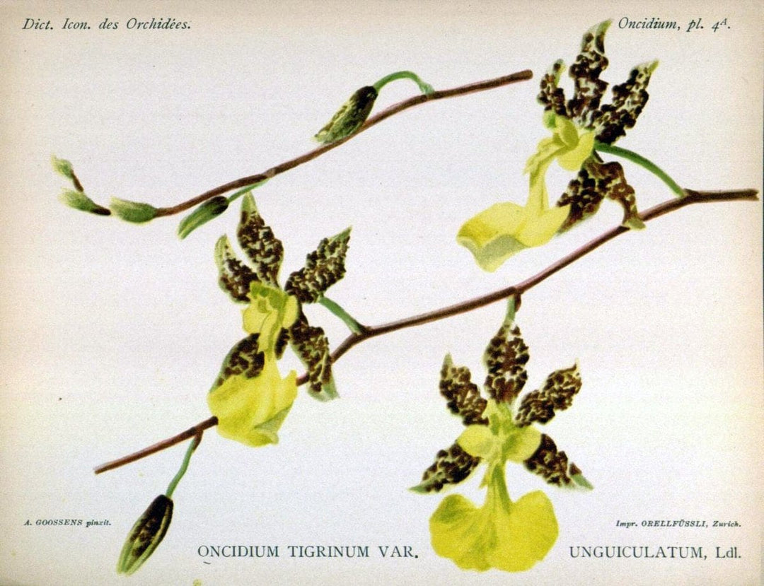 Dictionnaire iconographique des orchidees :.Bruxelles :Imp. F. Havermans, 1896-1907.  | Botany Orchidaceae "Pictorial works"  | Vintage Print Reproduction 469554