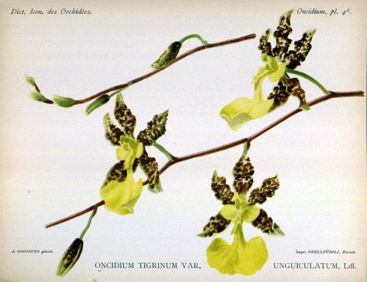 Dictionnaire iconographique des orchidees :.Bruxelles :Imp. F. Havermans, 1896-1907.  | Botany Orchidaceae "Pictorial works"  | Vintage Print Reproduction 469554