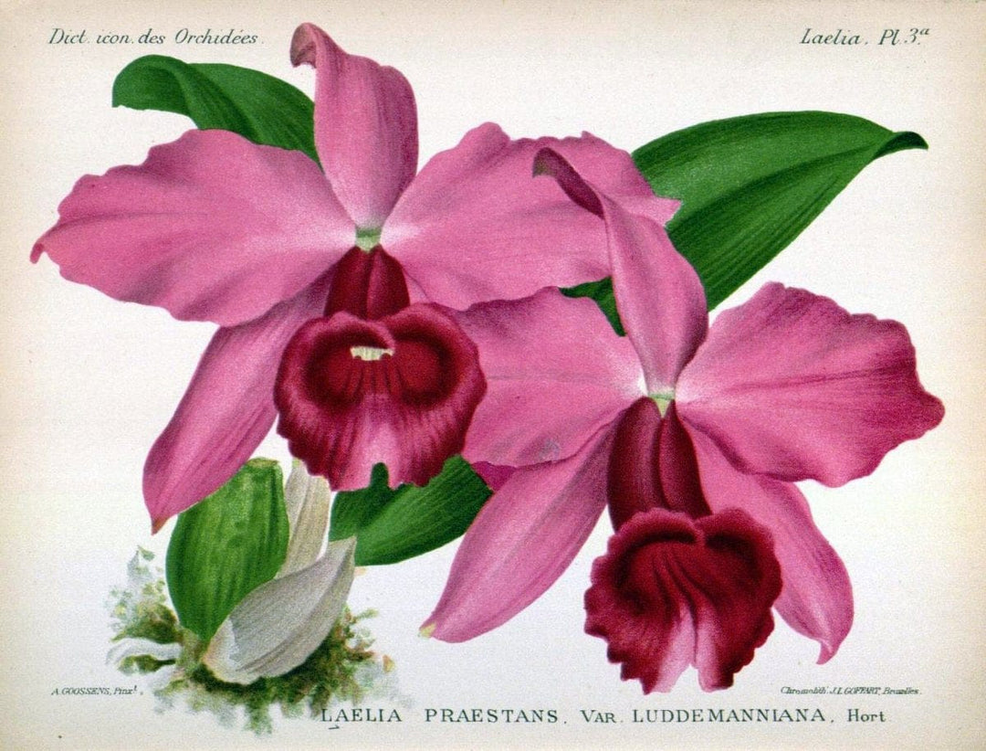 Dictionnaire iconographique des orchidees :.Bruxelles :Imp. F. Havermans, 1896-1907.  | Botany Orchidaceae "Pictorial works"  | Vintage Print Reproduction 469555