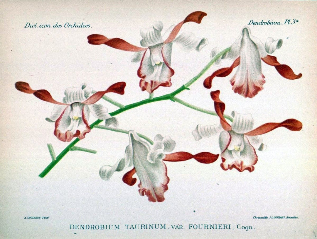 Dictionnaire iconographique des orchidees :.Bruxelles :Imp. F. Havermans, 1896-1907.  | Botany Orchidaceae "Pictorial works"  | Vintage Print Reproduction 469556