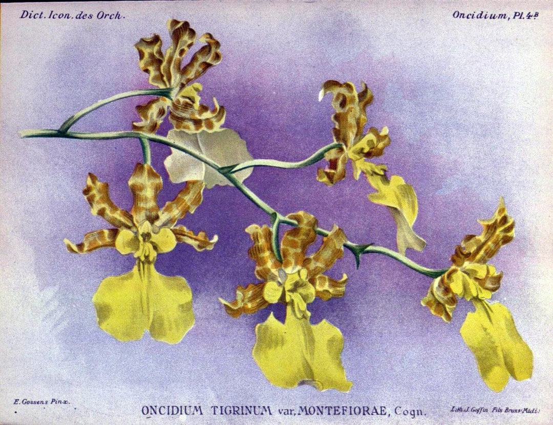 Dictionnaire iconographique des orchidees :.Bruxelles :Imp. F. Havermans, 1896-1907.  | Botany Orchidaceae "Pictorial works"  | Vintage Print Reproduction 469557