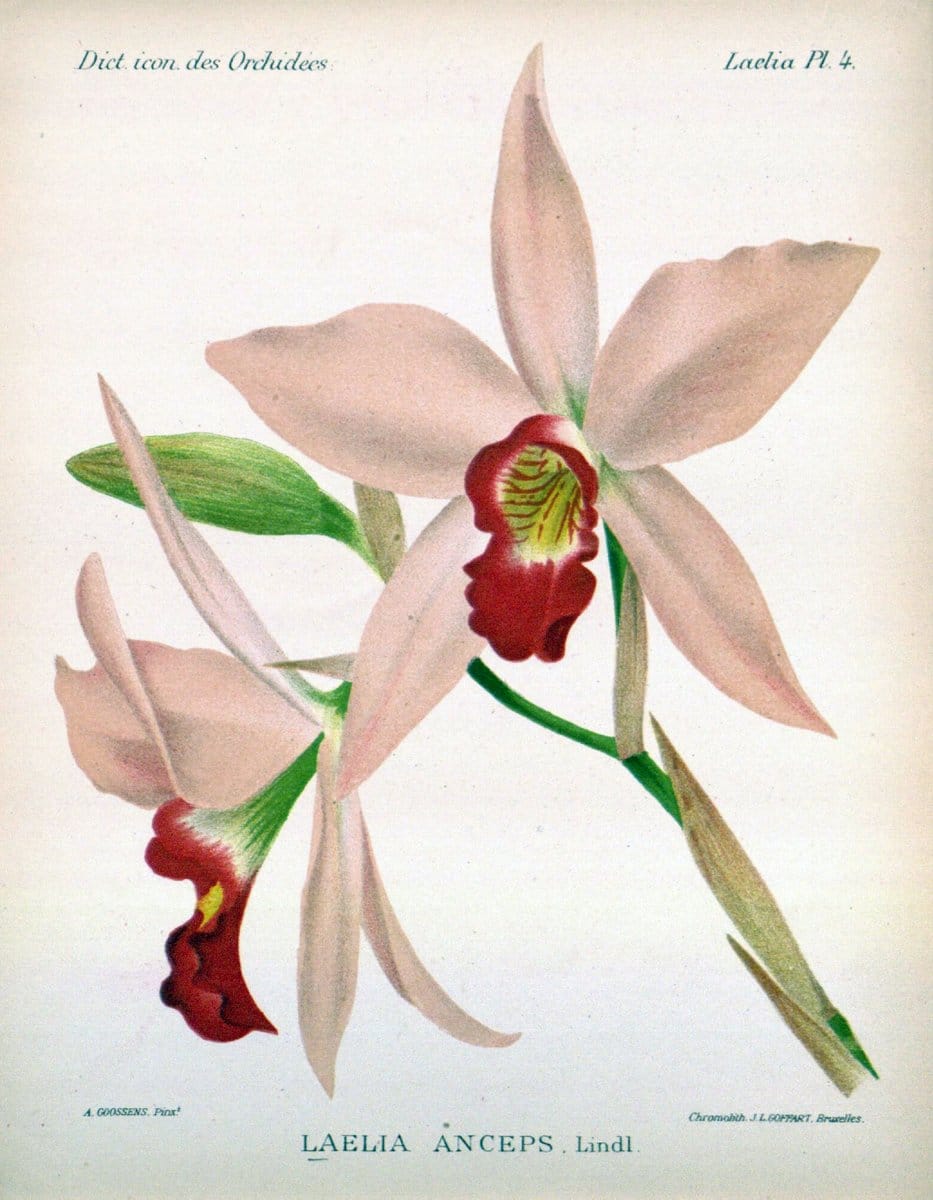 Dictionnaire iconographique des orchidees :.Bruxelles :Imp. F. Havermans, 1896-1907.  | Botany Orchidaceae "Pictorial works"  | Vintage Print Reproduction 469558