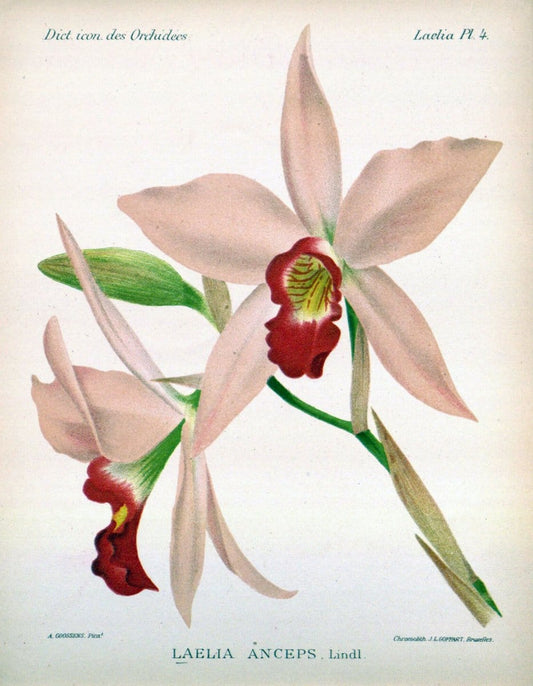 Dictionnaire iconographique des orchidees :.Bruxelles :Imp. F. Havermans, 1896-1907.  | Botany Orchidaceae "Pictorial works"  | Vintage Print Reproduction 469558