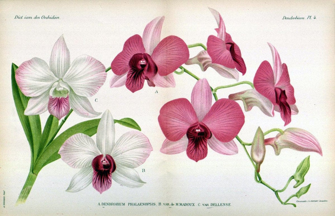 Dictionnaire iconographique des orchidees :.Bruxelles :Imp. F. Havermans, 1896-1907.  | Botany Orchidaceae "Pictorial works"  | Vintage Print Reproduction 469559