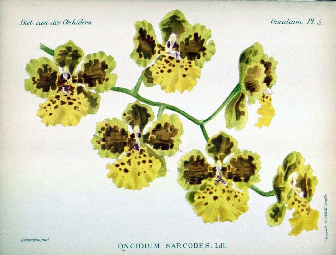 Dictionnaire iconographique des orchidees :.Bruxelles :Imp. F. Havermans, 1896-1907.  | Botany Orchidaceae "Pictorial works"  | Vintage Print Reproduction 469560