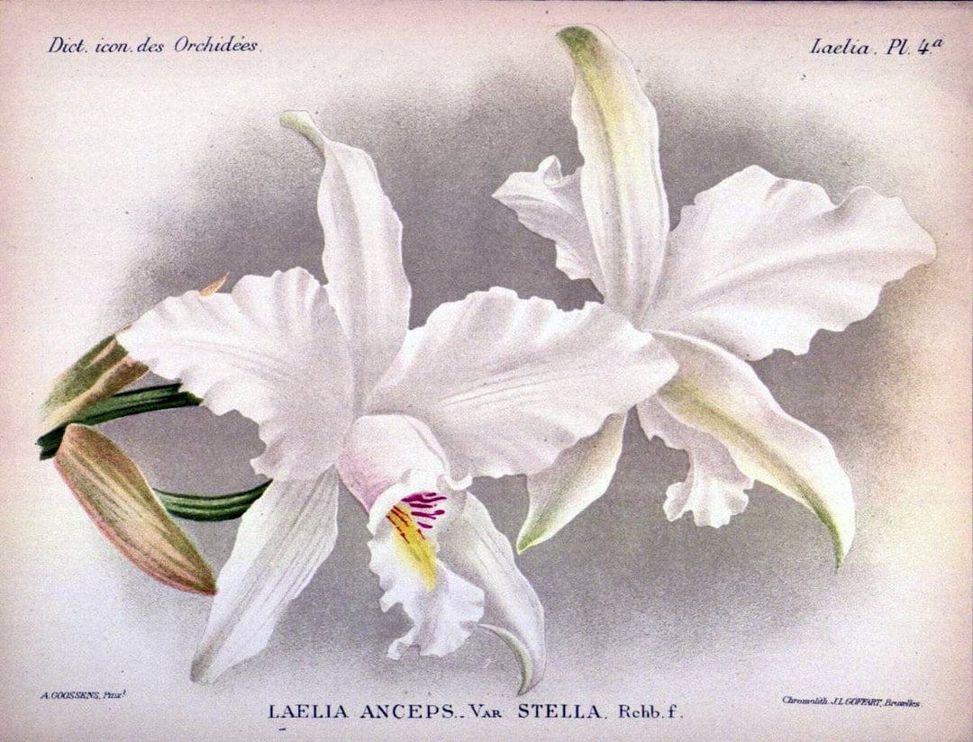 Dictionnaire iconographique des orchidees :.Bruxelles :Imp. F. Havermans, 1896-1907.  | Botany Orchidaceae "Pictorial works"  | Vintage Print Reproduction 469561