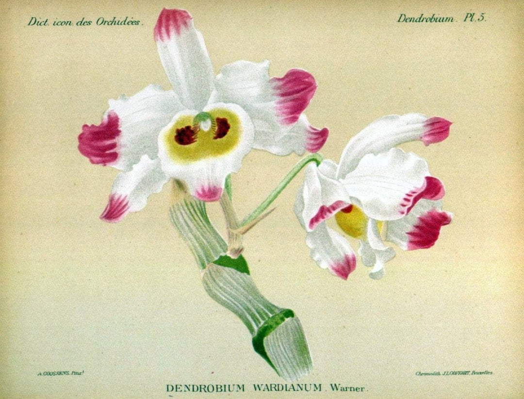 Dictionnaire iconographique des orchidees :.Bruxelles :Imp. F. Havermans, 1896-1907.  | Botany Orchidaceae "Pictorial works"  | Vintage Print Reproduction 469562