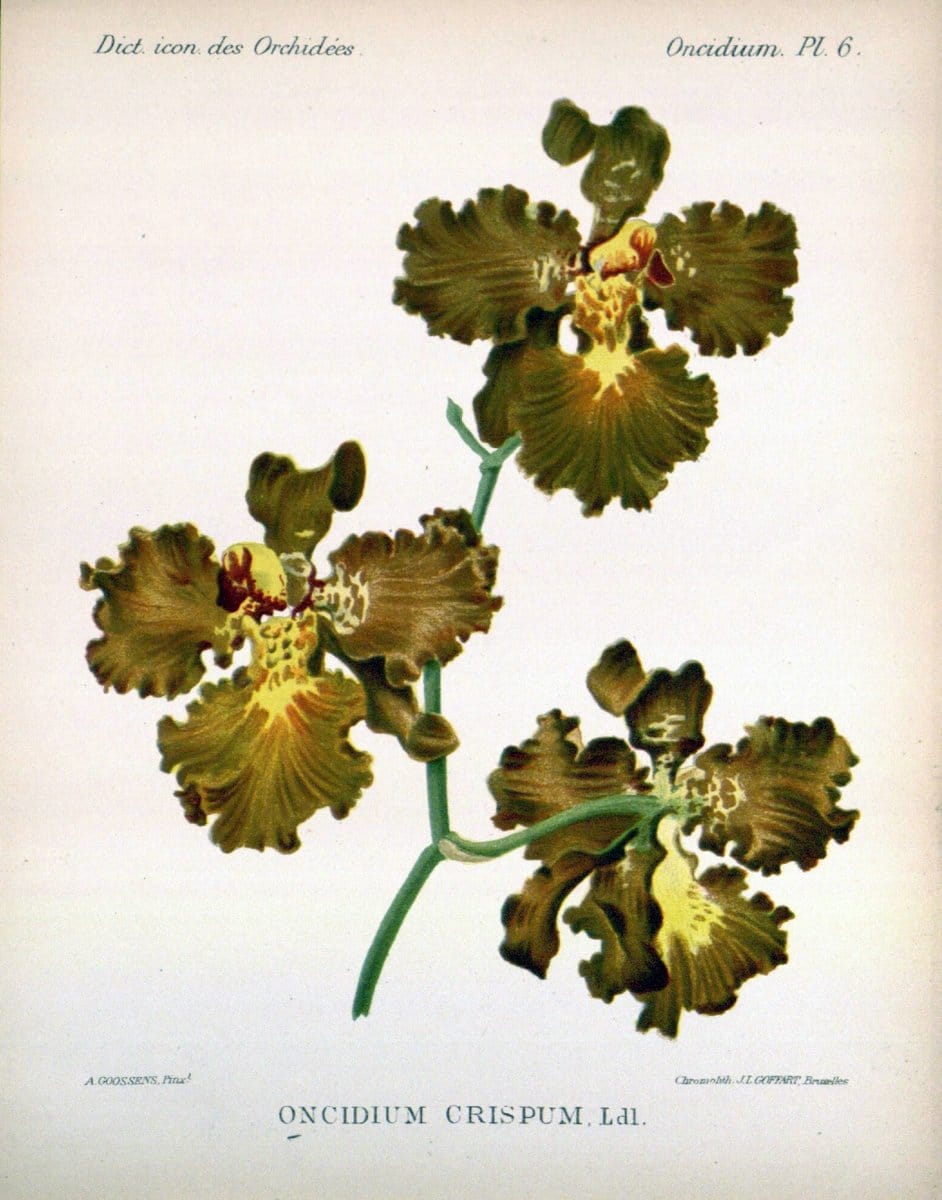 Dictionnaire iconographique des orchidees :.Bruxelles :Imp. F. Havermans, 1896-1907.  | Botany Orchidaceae "Pictorial works"  | Vintage Print Reproduction 469563