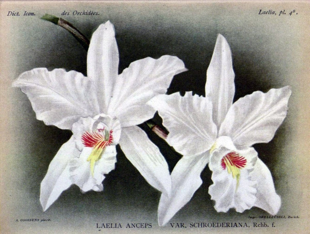 Dictionnaire iconographique des orchidees :.Bruxelles :Imp. F. Havermans, 1896-1907.  | Botany Orchidaceae "Pictorial works"  | Vintage Print Reproduction 469564