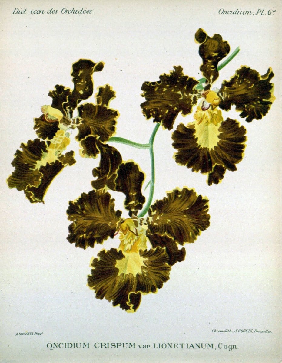 Dictionnaire iconographique des orchidees :.Bruxelles :Imp. F. Havermans, 1896-1907.  | Botany Orchidaceae "Pictorial works"  | Vintage Print Reproduction 469565