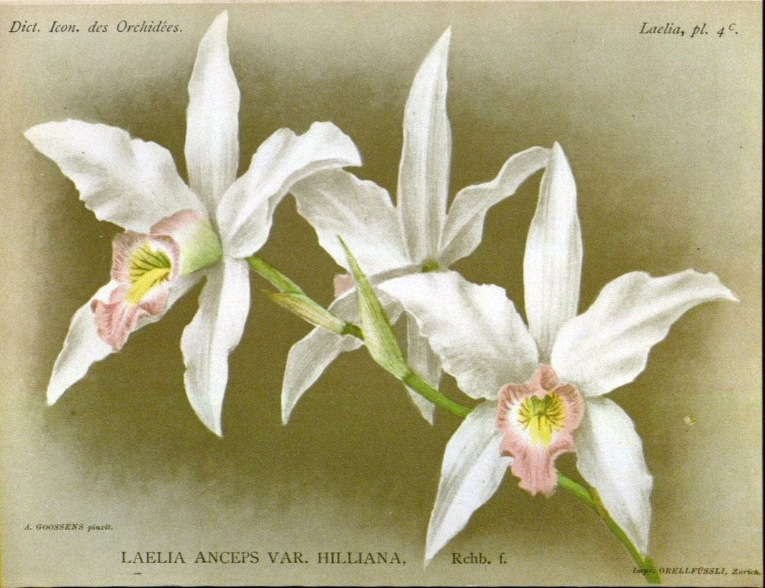 Dictionnaire iconographique des orchidees :.Bruxelles :Imp. F. Havermans, 1896-1907.  | Botany Orchidaceae "Pictorial works"  | Vintage Print Reproduction 469566