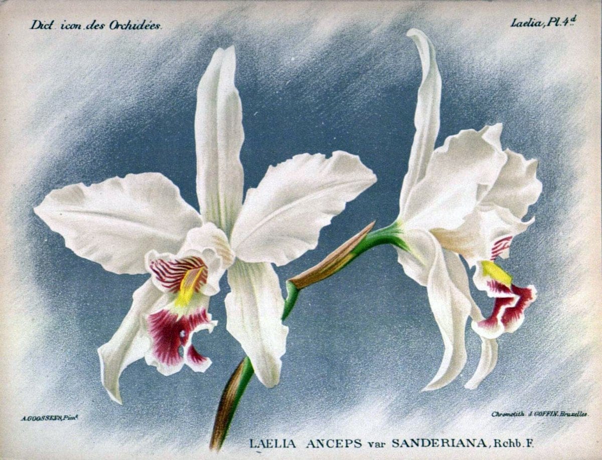 Dictionnaire iconographique des orchidees :.Bruxelles :Imp. F. Havermans, 1896-1907.  | Botany Orchidaceae "Pictorial works"  | Vintage Print Reproduction 469567