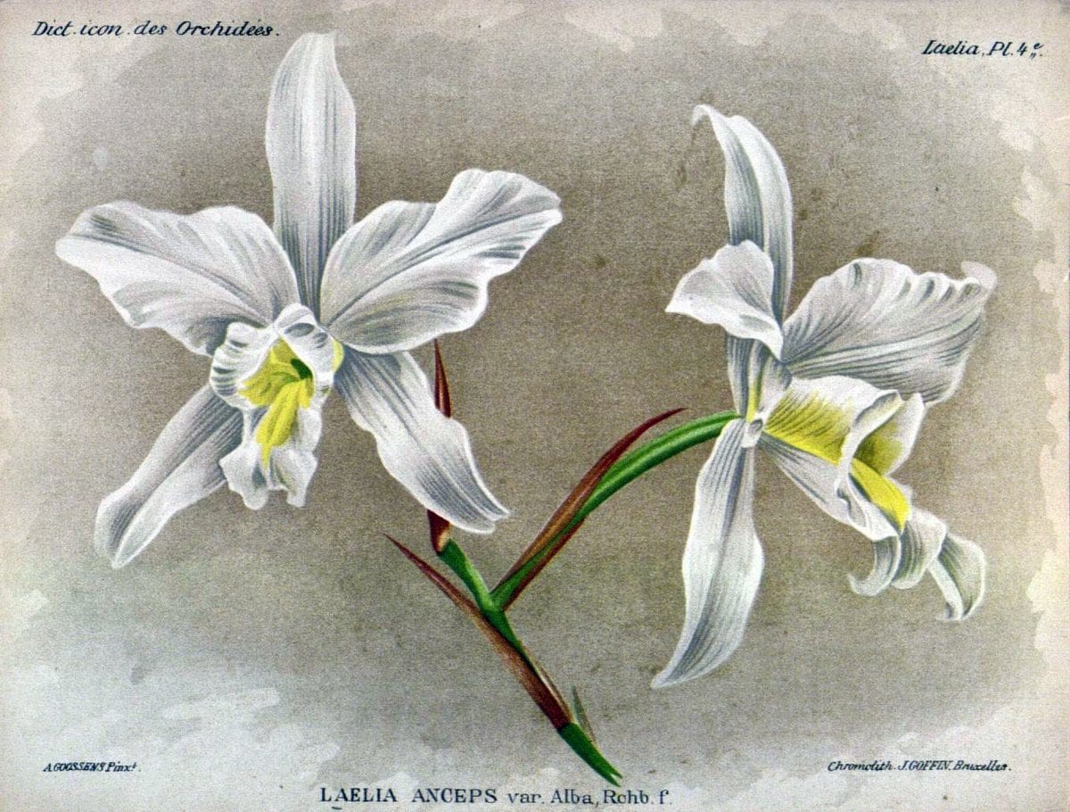 Dictionnaire iconographique des orchidees :.Bruxelles :Imp. F. Havermans, 1896-1907.  | Botany Orchidaceae "Pictorial works"  | Vintage Print Reproduction 469568