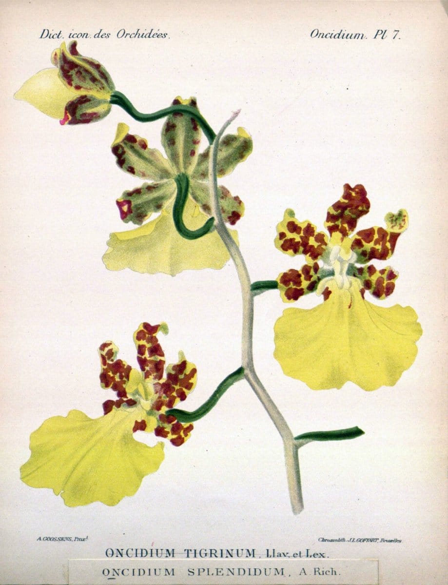 Dictionnaire iconographique des orchidees :.Bruxelles :Imp. F. Havermans, 1896-1907.  | Botany Orchidaceae "Pictorial works"  | Vintage Print Reproduction 469569