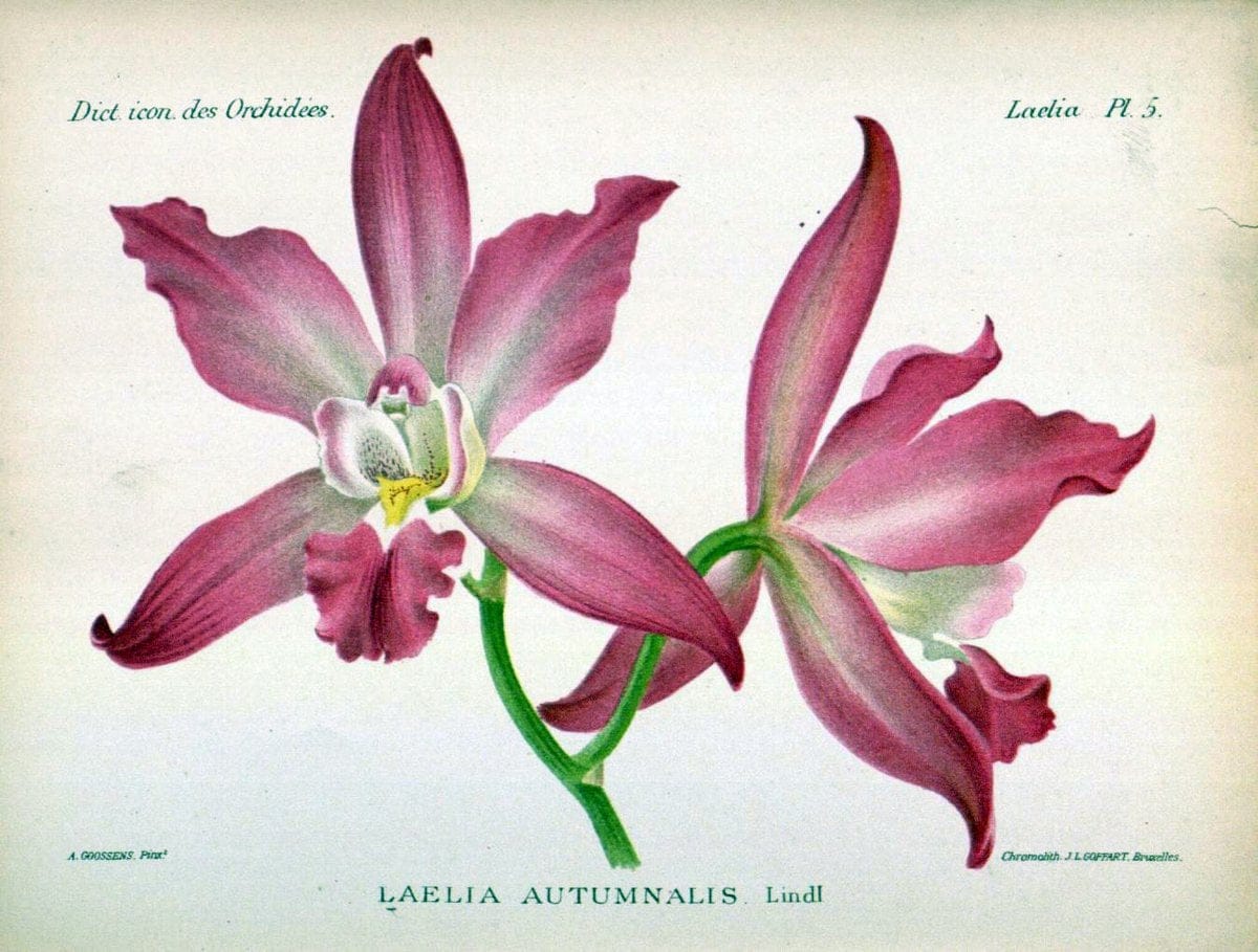 Dictionnaire iconographique des orchidees :.Bruxelles :Imp. F. Havermans, 1896-1907.  | Botany Orchidaceae "Pictorial works"  | Vintage Print Reproduction 469570