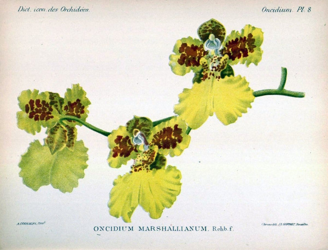 Dictionnaire iconographique des orchidees :.Bruxelles :Imp. F. Havermans, 1896-1907.  | Botany Orchidaceae "Pictorial works"  | Vintage Print Reproduction 469571