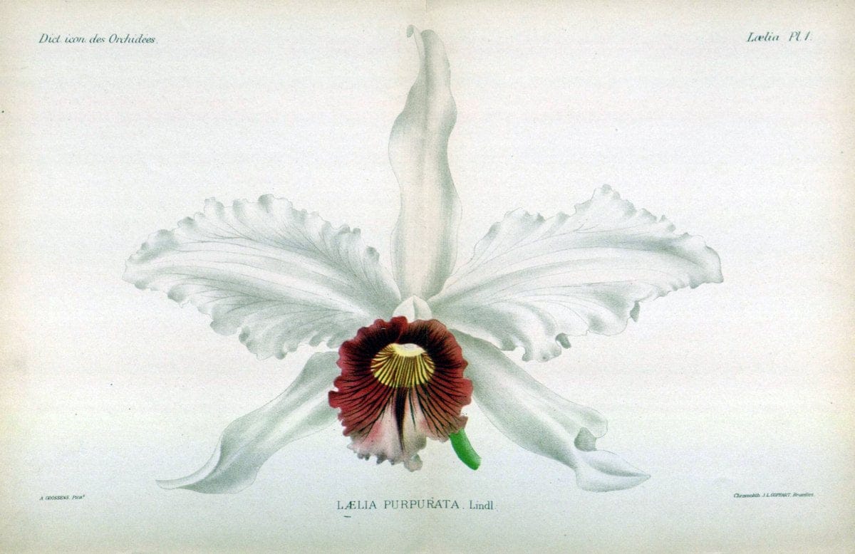 Dictionnaire iconographique des orchidees :.Bruxelles :Imp. F. Havermans, 1896-1907.  | Botany Orchidaceae "Pictorial works"  | Vintage Print Reproduction 469572
