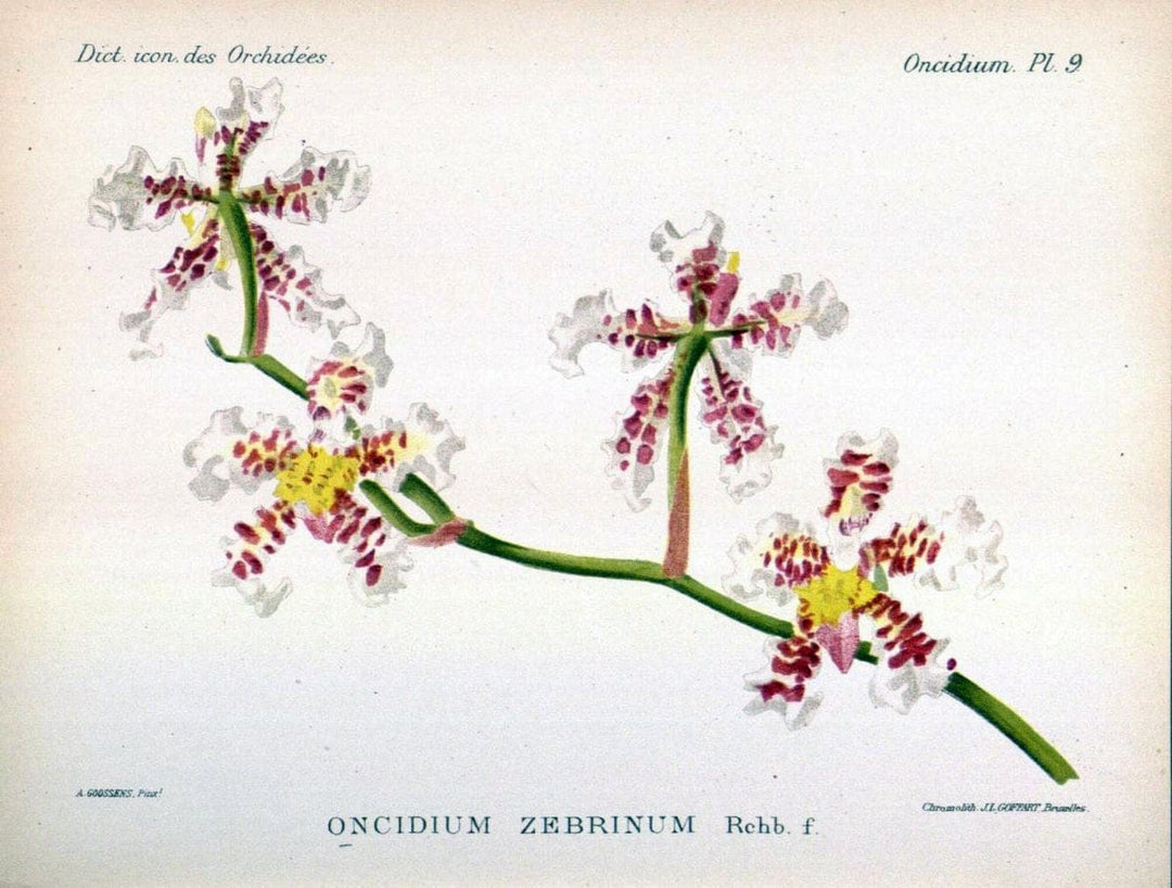 Dictionnaire iconographique des orchidees :.Bruxelles :Imp. F. Havermans, 1896-1907.  | Botany Orchidaceae "Pictorial works"  | Vintage Print Reproduction 469573