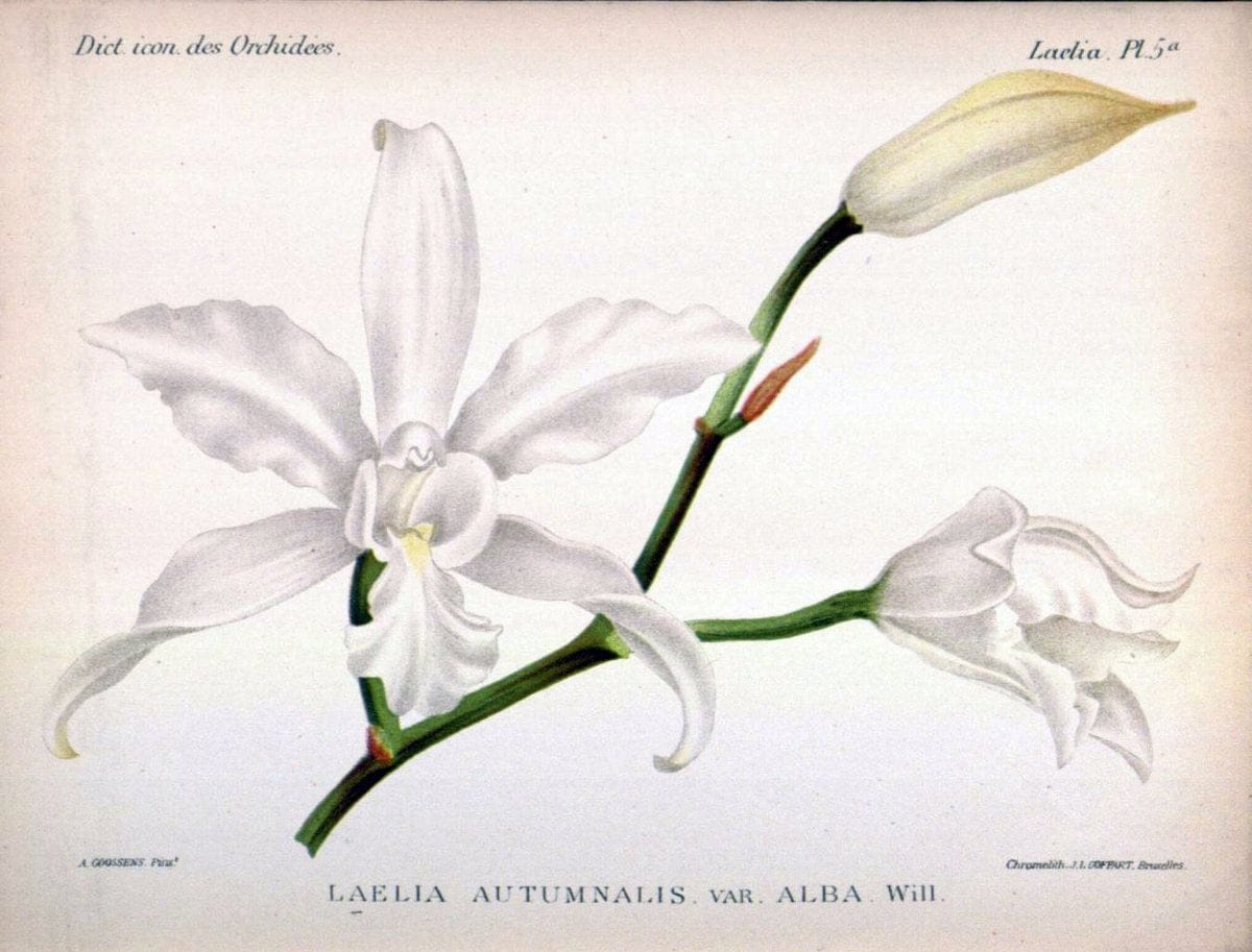 Dictionnaire iconographique des orchidees :.Bruxelles :Imp. F. Havermans, 1896-1907.  | Botany Orchidaceae "Pictorial works"  | Vintage Print Reproduction 469574