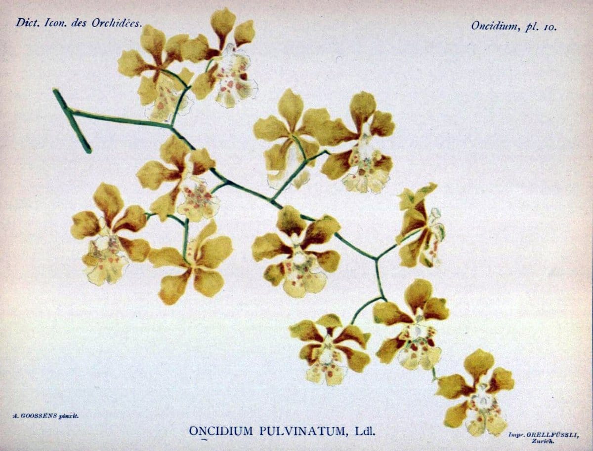 Dictionnaire iconographique des orchidees :.Bruxelles :Imp. F. Havermans, 1896-1907.  | Botany Orchidaceae "Pictorial works"  | Vintage Print Reproduction 469575