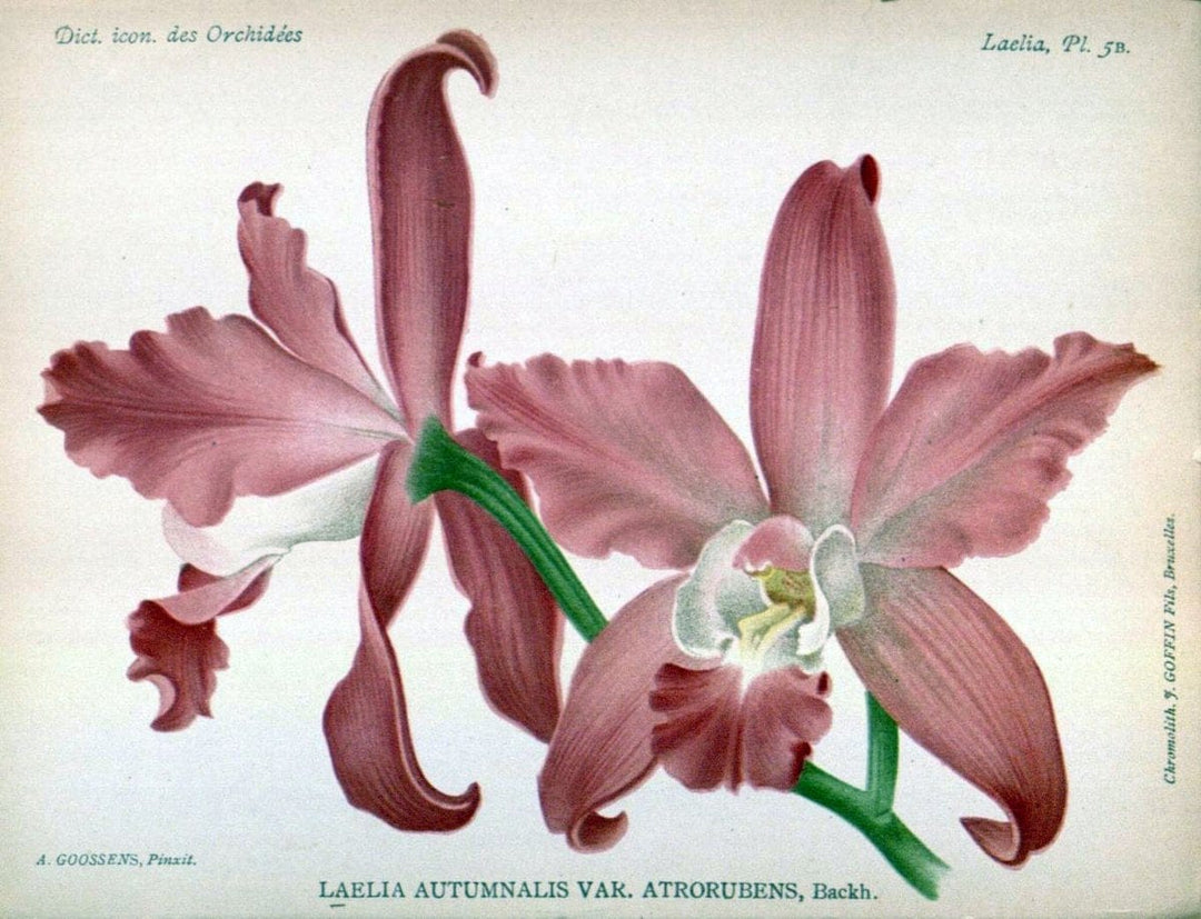 Dictionnaire iconographique des orchidees :.Bruxelles :Imp. F. Havermans, 1896-1907.  | Botany Orchidaceae "Pictorial works"  | Vintage Print Reproduction 469576