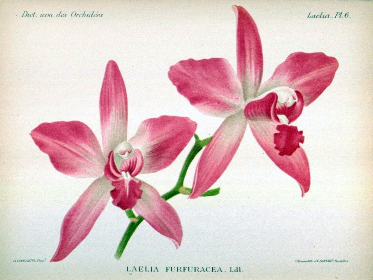 Dictionnaire iconographique des orchidees :.Bruxelles :Imp. F. Havermans, 1896-1907.  | Botany Orchidaceae "Pictorial works"  | Vintage Print Reproduction 469577