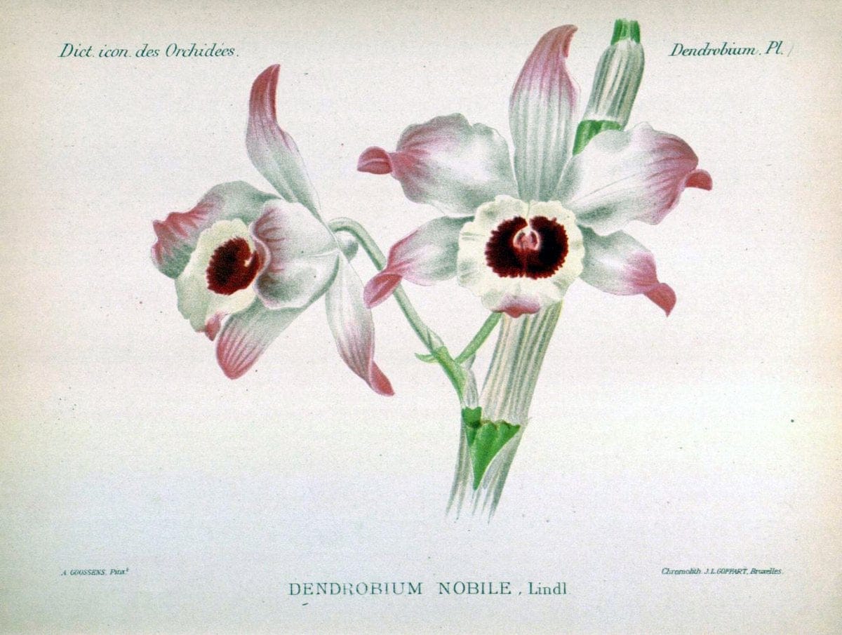 Dictionnaire iconographique des orchidees :.Bruxelles :Imp. F. Havermans, 1896-1907.  | Botany Orchidaceae "Pictorial works"  | Vintage Print Reproduction 469578