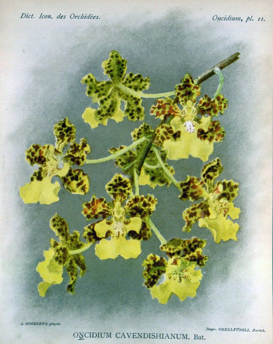 Dictionnaire iconographique des orchidees :.Bruxelles :Imp. F. Havermans, 1896-1907.  | Botany Orchidaceae "Pictorial works"  | Vintage Print Reproduction 469579
