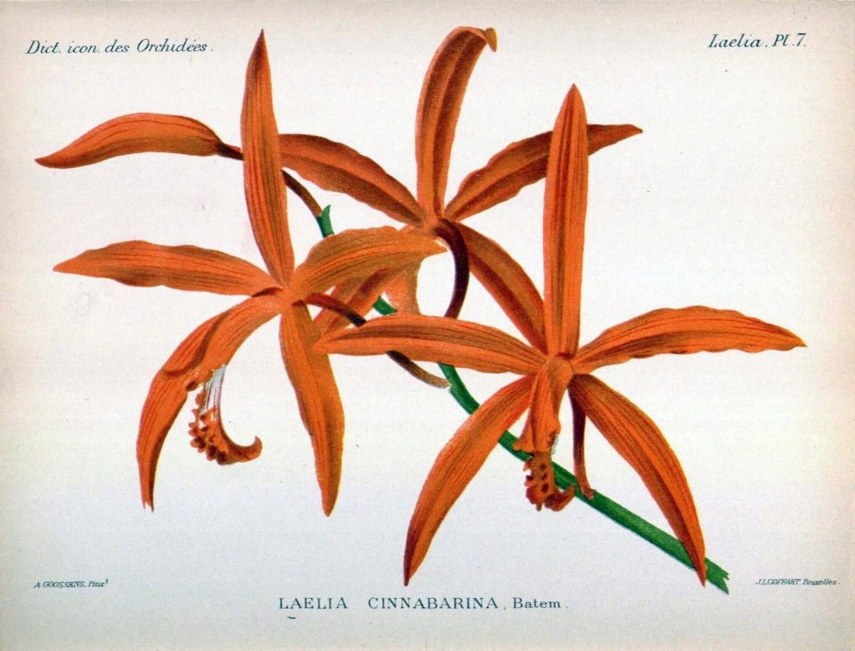 Dictionnaire iconographique des orchidees :.Bruxelles :Imp. F. Havermans, 1896-1907.  | Botany Orchidaceae "Pictorial works"  | Vintage Print Reproduction 469580