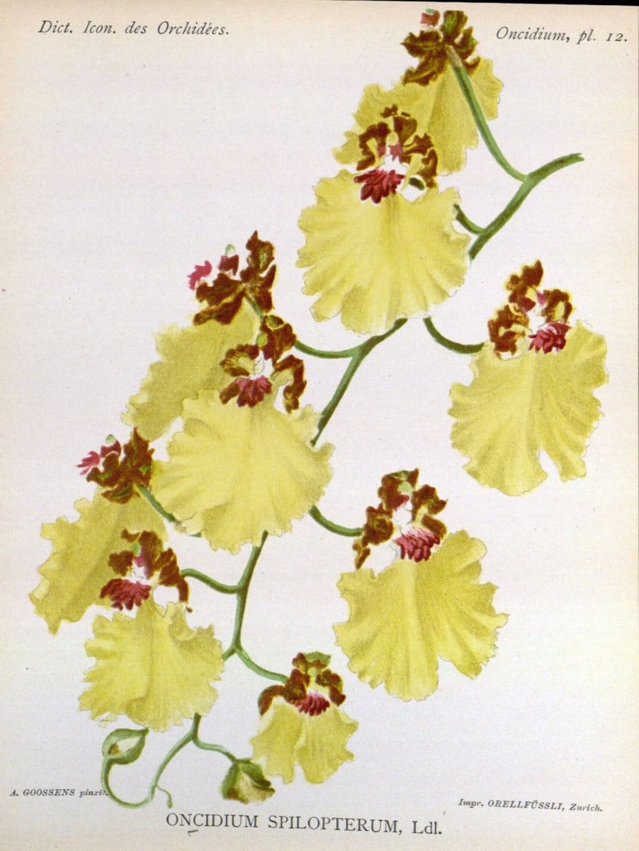 Dictionnaire iconographique des orchidees :.Bruxelles :Imp. F. Havermans, 1896-1907.  | Botany Orchidaceae "Pictorial works"  | Vintage Print Reproduction 469581