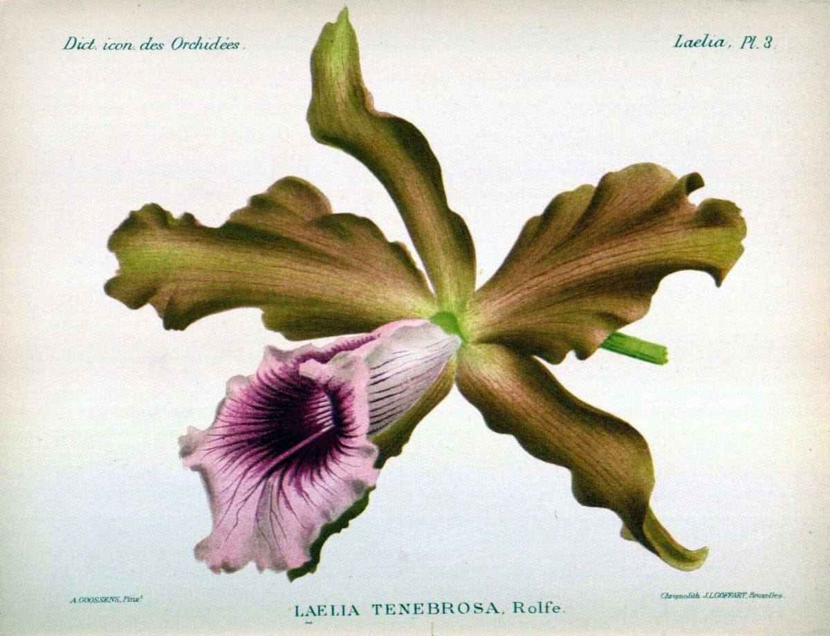 Dictionnaire iconographique des orchidees :.Bruxelles :Imp. F. Havermans, 1896-1907.  | Botany Orchidaceae "Pictorial works"  | Vintage Print Reproduction 469582