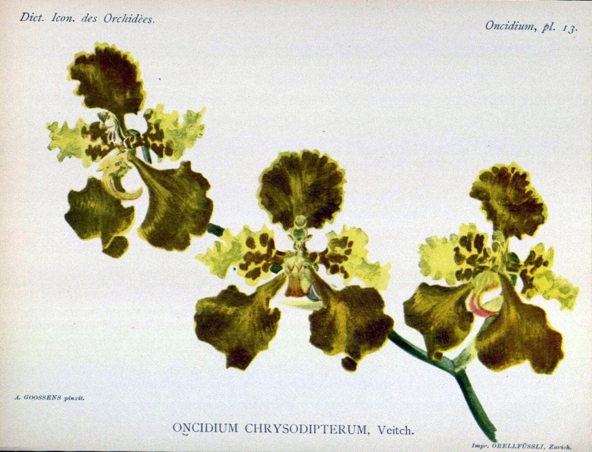 Dictionnaire iconographique des orchidees :.Bruxelles :Imp. F. Havermans, 1896-1907.  | Botany Orchidaceae "Pictorial works"  | Vintage Print Reproduction 469583
