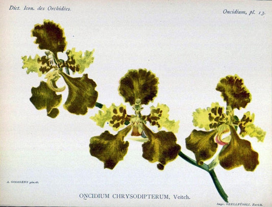 Dictionnaire iconographique des orchidees :.Bruxelles :Imp. F. Havermans, 1896-1907.  | Botany Orchidaceae "Pictorial works"  | Vintage Print Reproduction 469583