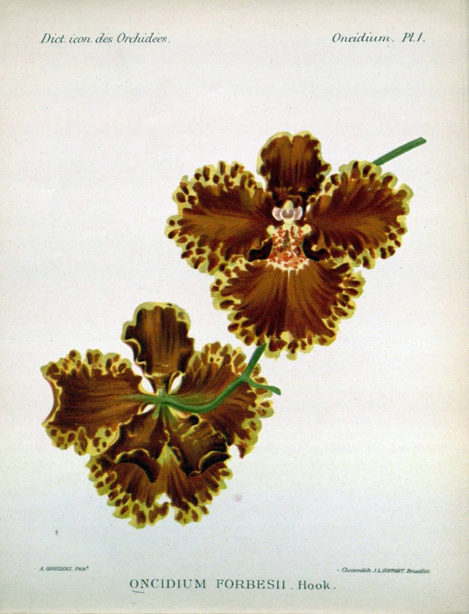 Dictionnaire iconographique des orchidees :.Bruxelles :Imp. F. Havermans, 1896-1907.  | Botany Orchidaceae "Pictorial works"  | Vintage Print Reproduction 469584