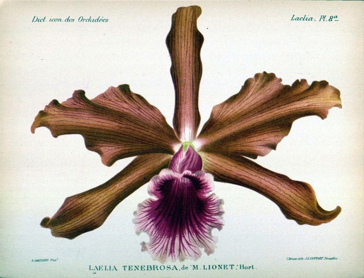 Dictionnaire iconographique des orchidees :.Bruxelles :Imp. F. Havermans, 1896-1907.  | Botany Orchidaceae "Pictorial works"  | Vintage Print Reproduction 469585