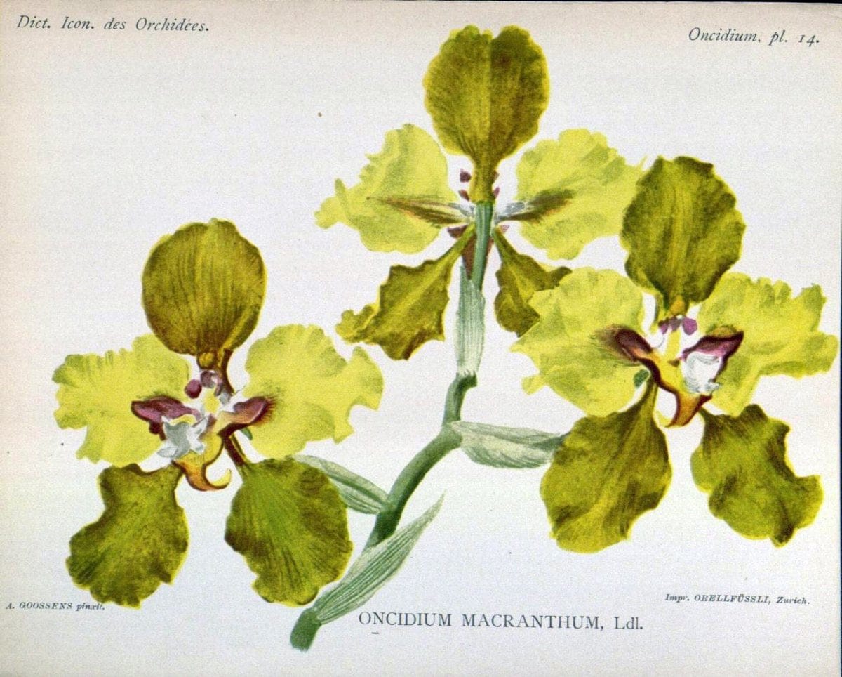 Dictionnaire iconographique des orchidees :.Bruxelles :Imp. F. Havermans, 1896-1907.  | Botany Orchidaceae "Pictorial works"  | Vintage Print Reproduction 469586