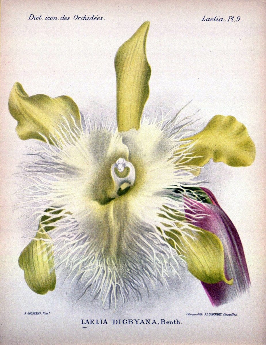 Dictionnaire iconographique des orchidees :.Bruxelles :Imp. F. Havermans, 1896-1907.  | Botany Orchidaceae "Pictorial works"  | Vintage Print Reproduction 469587