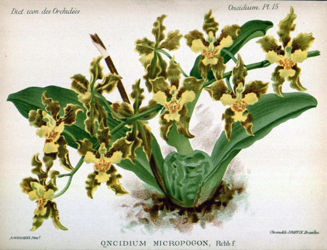 Dictionnaire iconographique des orchidees :.Bruxelles :Imp. F. Havermans, 1896-1907.  | Botany Orchidaceae "Pictorial works"  | Vintage Print Reproduction 469588