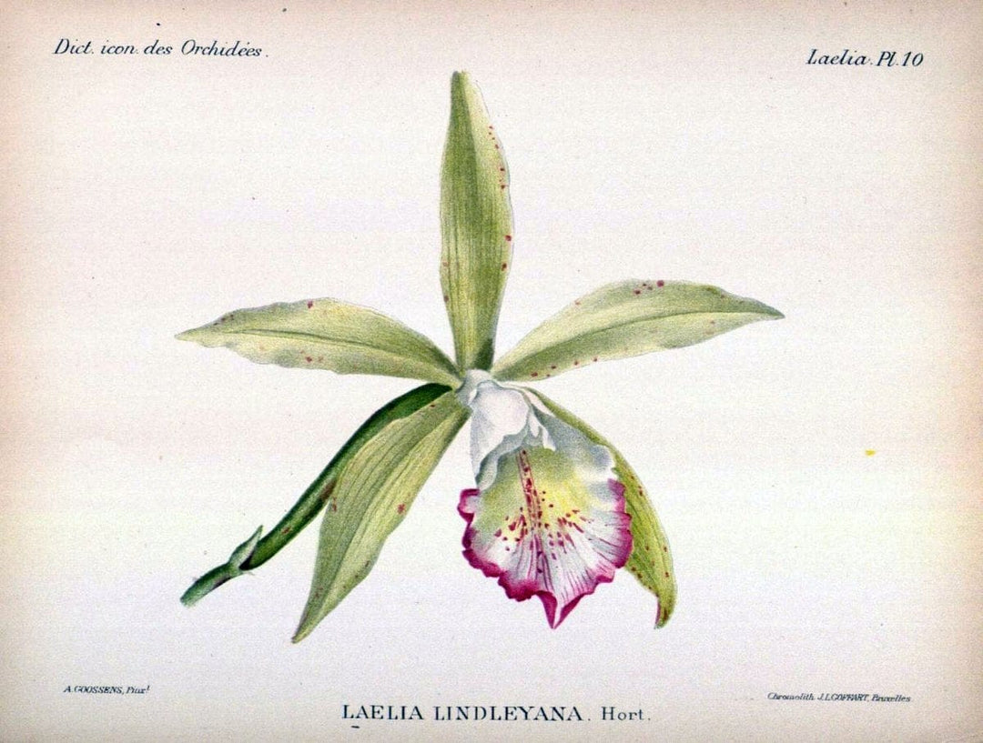 Dictionnaire iconographique des orchidees :.Bruxelles :Imp. F. Havermans, 1896-1907.  | Botany Orchidaceae "Pictorial works"  | Vintage Print Reproduction 469589