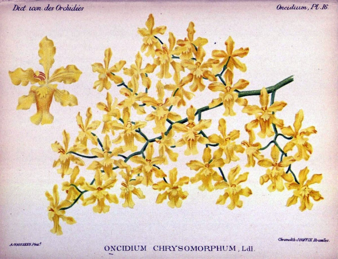 Dictionnaire iconographique des orchidees :.Bruxelles :Imp. F. Havermans, 1896-1907.  | Botany Orchidaceae "Pictorial works"  | Vintage Print Reproduction 469590