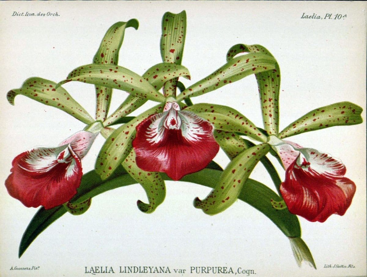 Dictionnaire iconographique des orchidees :.Bruxelles :Imp. F. Havermans, 1896-1907.  | Botany Orchidaceae "Pictorial works"  | Vintage Print Reproduction 469591