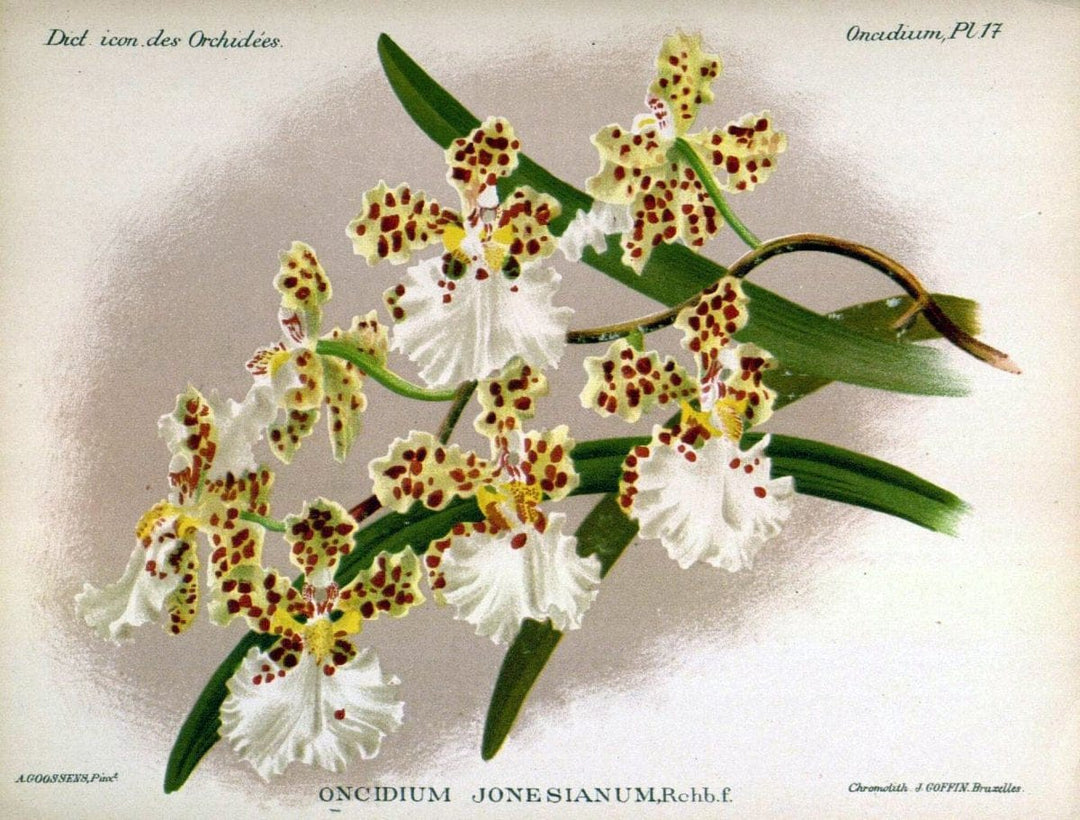 Dictionnaire iconographique des orchidees :.Bruxelles :Imp. F. Havermans, 1896-1907.  | Botany Orchidaceae "Pictorial works"  | Vintage Print Reproduction 469592