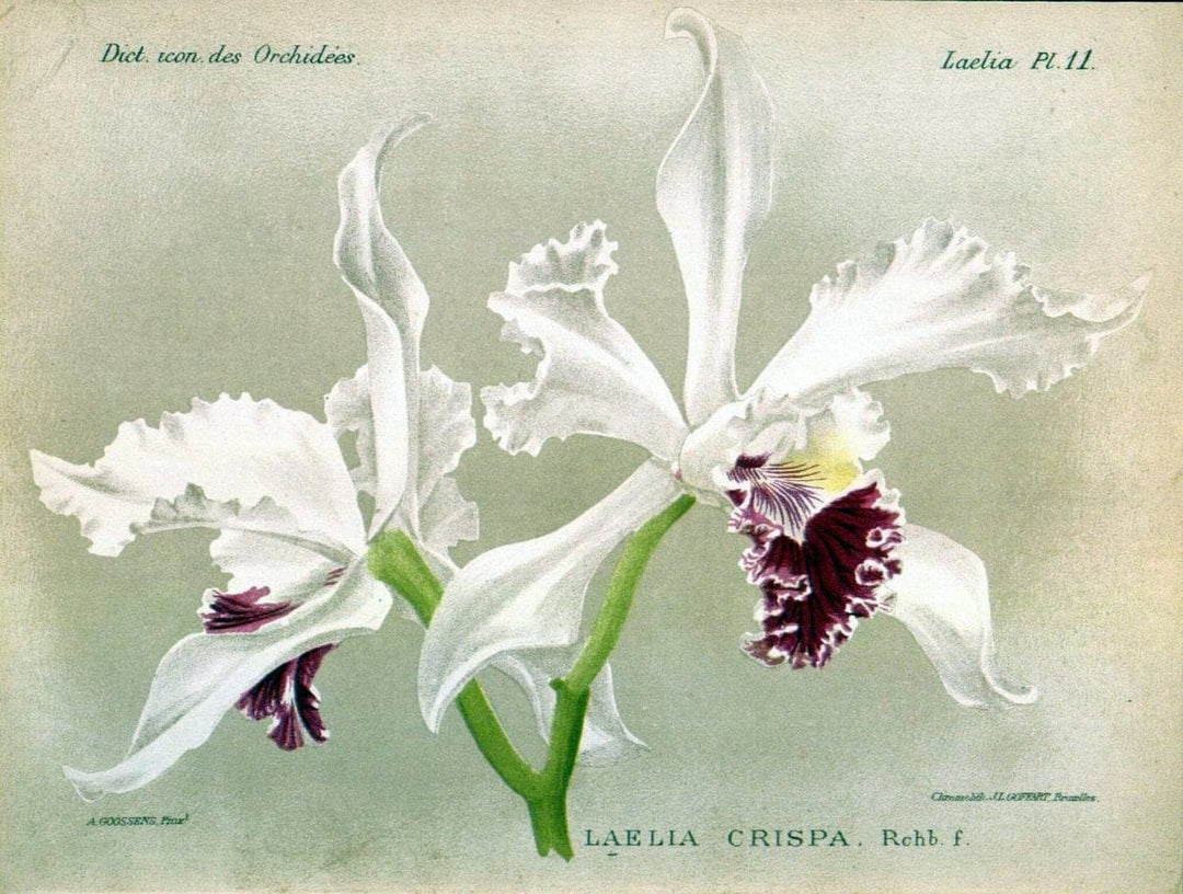 Dictionnaire iconographique des orchidees :.Bruxelles :Imp. F. Havermans, 1896-1907.  | Botany Orchidaceae "Pictorial works"  | Vintage Print Reproduction 469593