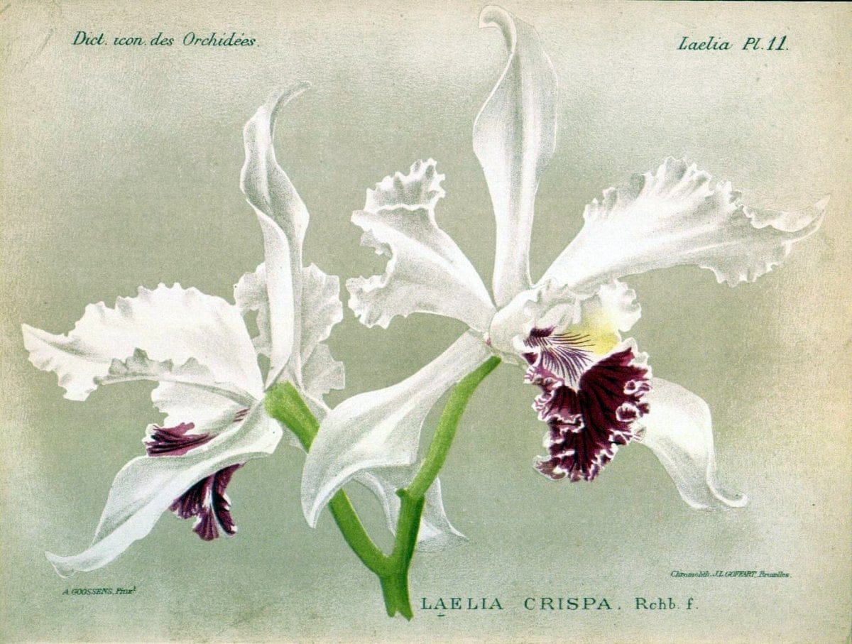Dictionnaire iconographique des orchidees :.Bruxelles :Imp. F. Havermans, 1896-1907.  | Botany Orchidaceae "Pictorial works"  | Vintage Print Reproduction 469593