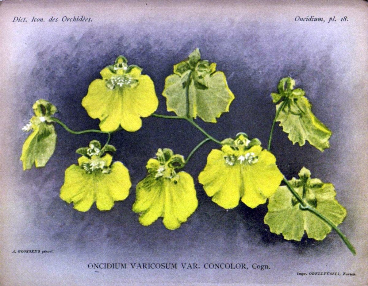 Dictionnaire iconographique des orchidees :.Bruxelles :Imp. F. Havermans, 1896-1907.  | Botany Orchidaceae "Pictorial works"  | Vintage Print Reproduction 469594