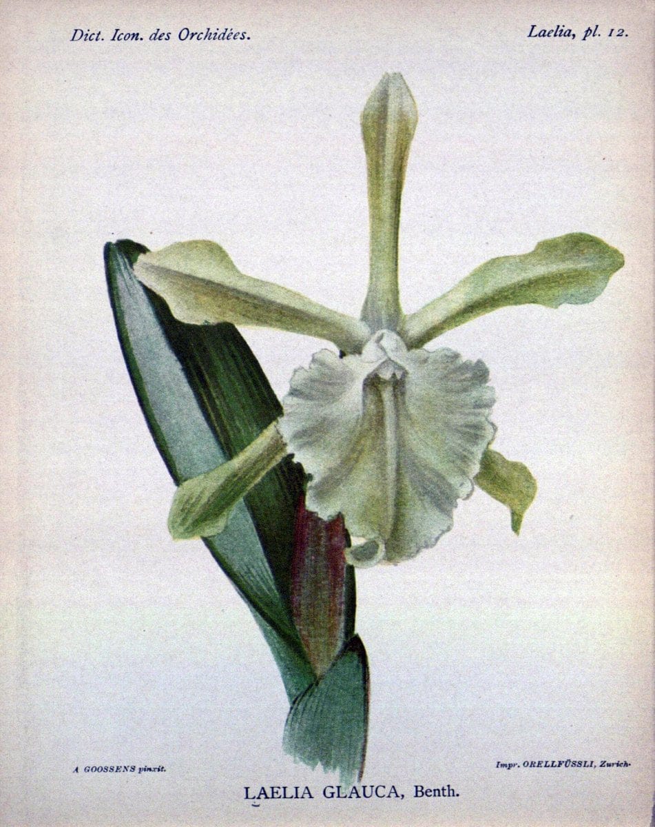 Dictionnaire iconographique des orchidees :.Bruxelles :Imp. F. Havermans, 1896-1907.  | Botany Orchidaceae "Pictorial works"  | Vintage Print Reproduction 469595