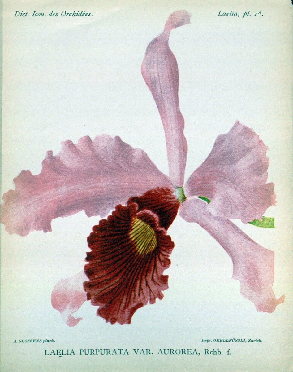 Dictionnaire iconographique des orchidees :.Bruxelles :Imp. F. Havermans, 1896-1907.  | Botany Orchidaceae "Pictorial works"  | Vintage Print Reproduction 469596