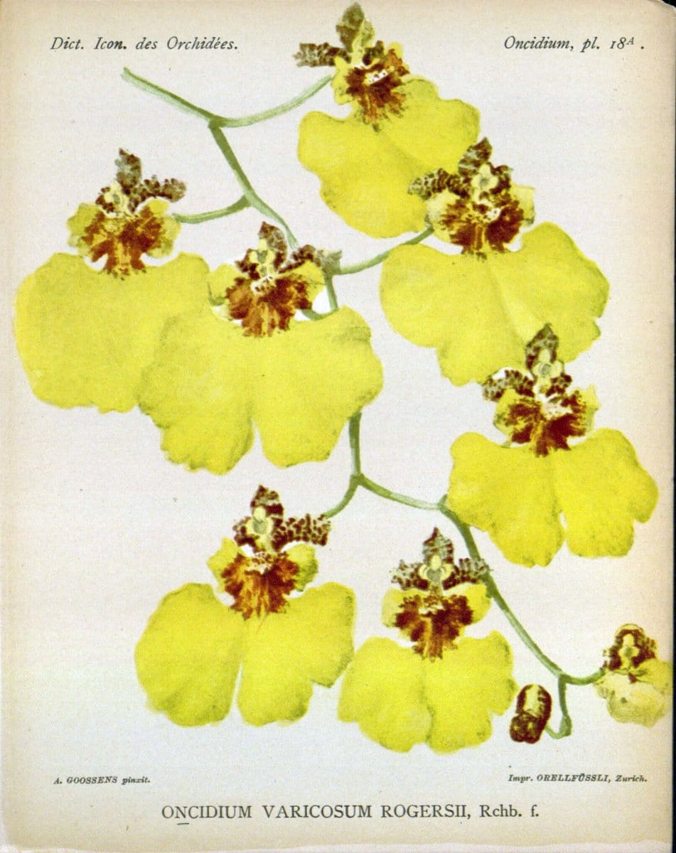 Dictionnaire iconographique des orchidees :.Bruxelles :Imp. F. Havermans, 1896-1907.  | Botany Orchidaceae "Pictorial works"  | Vintage Print Reproduction 469597