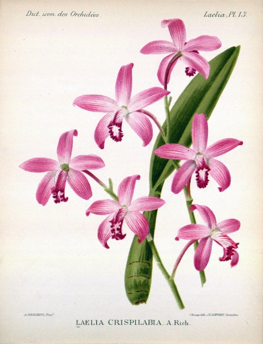 Dictionnaire iconographique des orchidees :.Bruxelles :Imp. F. Havermans, 1896-1907.  | Botany Orchidaceae "Pictorial works"  | Vintage Print Reproduction 469598